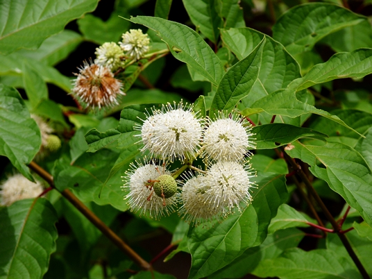 {Cephalanthus occidentalis}